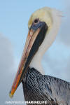 Brown Pelican