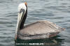 Brown Pelican