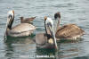 Brown Pelican