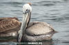 Brown Pelican