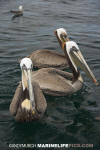 Brown Pelican