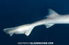 Brown Smoothhound Shark