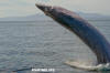 Bryde's Whale