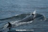 Bryde's Whale