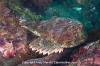 Buffalo Sculpin