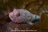 Buffalo Sculpin