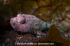 Buffalo Sculpin