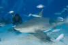 Bull shark picture