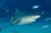 Bull Shark