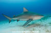 Bull Shark