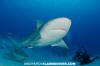 Bull Shark