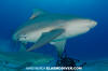 Bull Shark