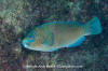 Bumphead Parrotfish