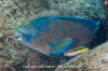 Bumphead Parrotfish