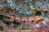 Calico Lizardfish