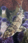 California Swell Shark image