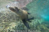 California Sea Lion