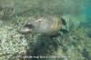 California Sea Lion