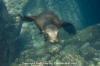 California Sea Lion