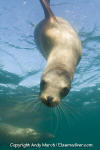 California Sea Lion