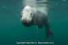 California Sea Lion