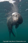 California Sea Lion