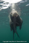 California Sea Lion 123