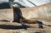 California Sea Lion 