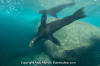 California Sea Lion