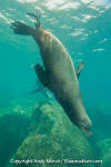 California Sea Lion 