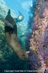 California Sea Lion