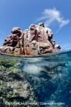 California Sea Lion