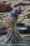 California Sea Lion