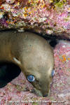 California Sea Lion