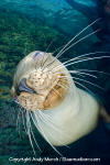 California Sea Lion