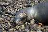 Wounded Californian Sea Lion attacked by shark