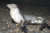 Californian Sea Lion shark attack picture