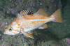 Canary Rochfish picture