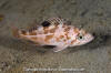 Canary Rockfish