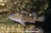 Cape Redfish