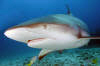 Caribbean Reef Shark picture 008