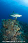 Caribbean Reef Shark