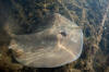 Caribbean Whiptail Stingray