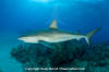 Caribbean Reef Shark