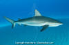 Caribbean Reef Shark