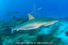 Caribbean Reef Shark