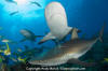 Caribbean Reef Shark