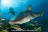 Caribbean Reef Shark