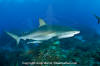 Caribbean Reef Shark