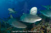 Caribbean Reef Shark